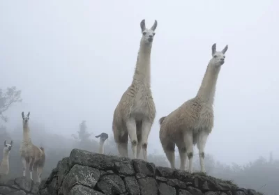 Get to know the flora and fauna of the most visited places in Peru