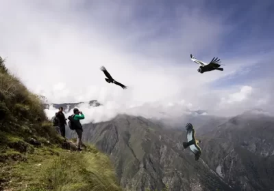 Mirador de cóndores Chonta