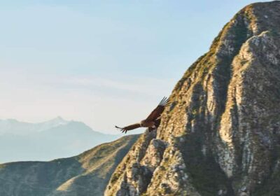 Mirando-un-condor-min