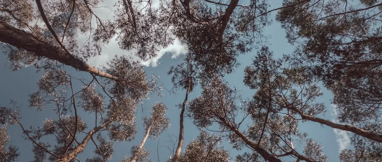 Bosque de eucaliptos en Qenqo