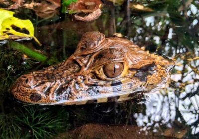 caiman tambopata