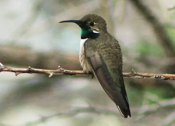 Colibri andino en Lares