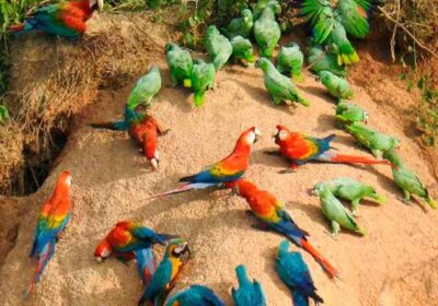 collpa-de-loros-tambopata