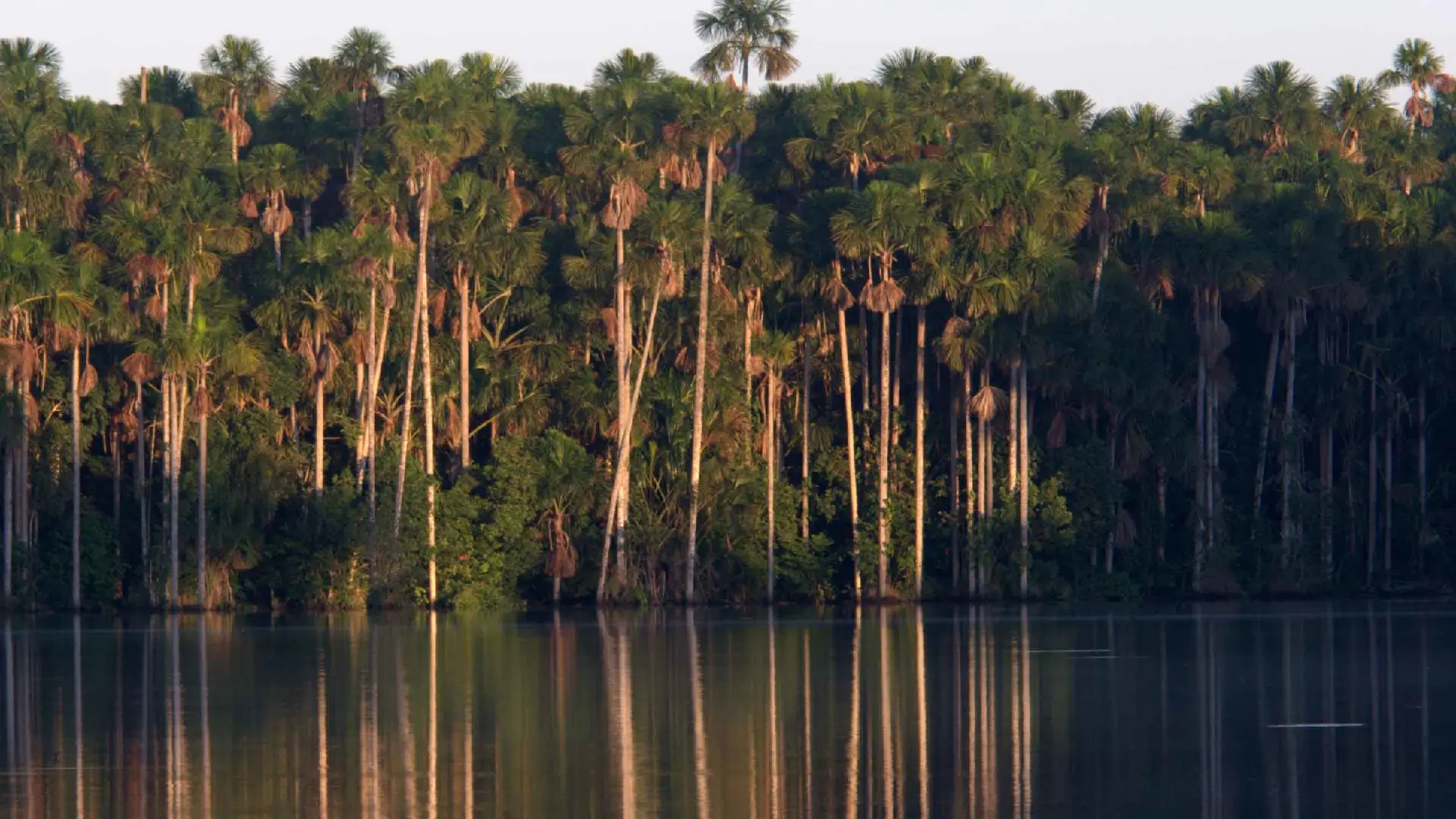 Exploración en la Reserva Nacional de Tambopata y el Lago Sandoval