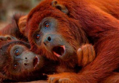 isla de los monos tambopata