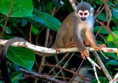 isla-de-los-monos-tambopata