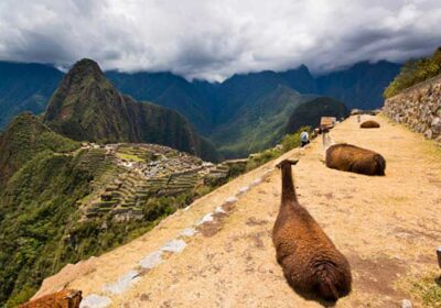 Llamas en Machu Picchu