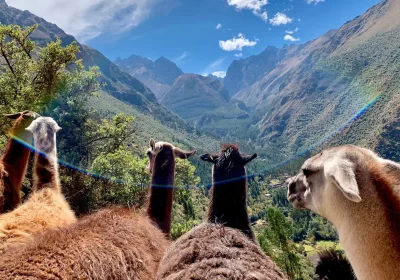 Conoce la flora y fauna de los lugares más visitados del Perú