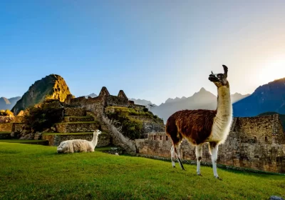 Las llamas, los animales amistosos en el tours a Machu Picchu