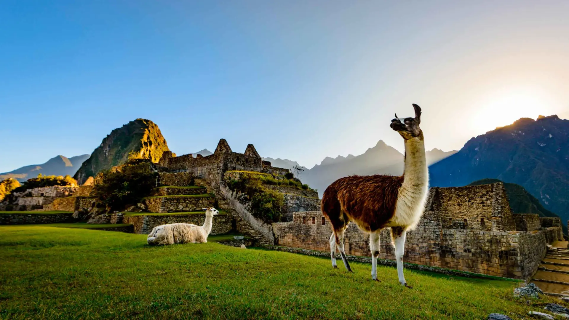 Las llamas, los animales amistosos en el tours a Machu Picchu
