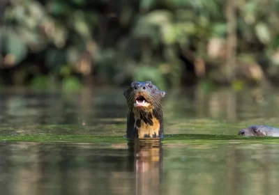 LA RESERVA NACIONAL TAMBOPATA